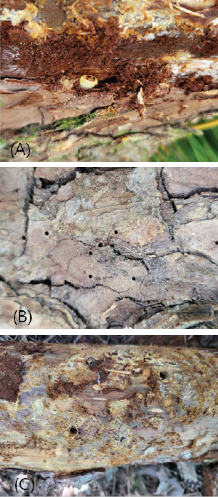 Fig. 2