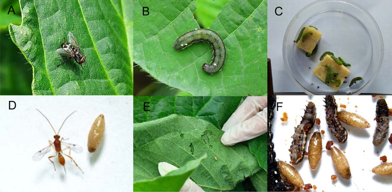 Fig. 1.
